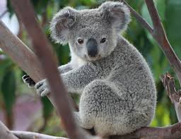 Meet a Koala